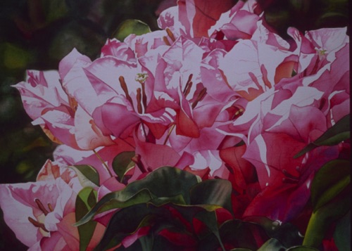Bougainvillea II
21” x 30”
Private Collection Bougainvillea II
21” x 30”
Private Collection